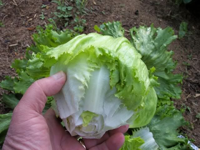 Iceberg photo iceburg2-1.jpg